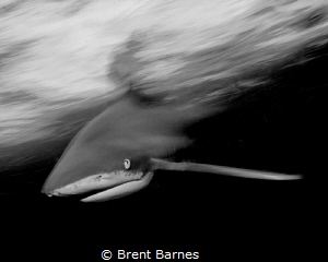 A black and white oceanic white tip shark in action photo... by Brent Barnes 